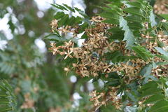Toona ciliata